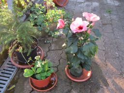 Hibiscus rosa-sinensis 17.04.2018 IMG_4547.jpg