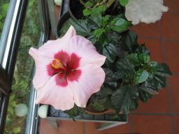  Hibiscus rosa-sinensis 15.07.2018 IMG_4790.jpg