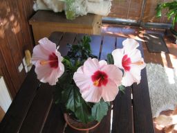  Hibiscus rosa-sinensis 31.07.2018 IMG_4813.jpg
